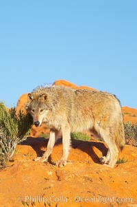Gray wolf, Canis lupus