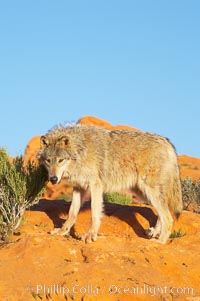 Gray wolf, Canis lupus