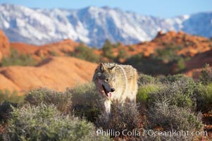 Gray wolf, Canis lupus