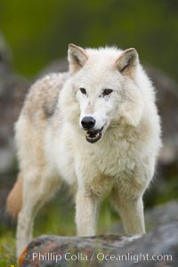 Gray wolf, Sierra Nevada foothills, Mariposa, California, Canis lupus