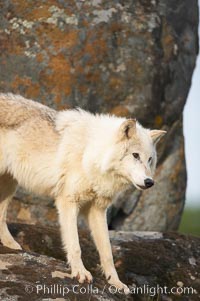 Gray wolf, Sierra Nevada foothills, Mariposa, California, Canis lupus