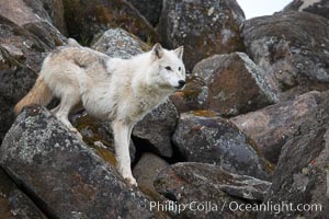 Gray wolf, Sierra Nevada foothills, Mariposa, California, Canis lupus