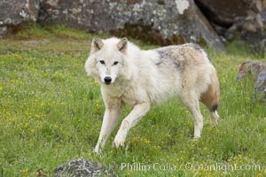 Gray wolf, Sierra Nevada foothills, Mariposa, California, Canis lupus