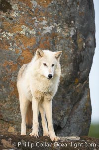 Gray wolf, Sierra Nevada foothills, Mariposa, California, Canis lupus