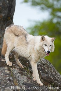 Gray wolf, Sierra Nevada foothills, Mariposa, California, Canis lupus