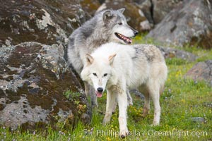 Gray wolf, Sierra Nevada foothills, Mariposa, California, Canis lupus