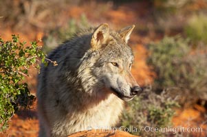 Gray wolf., Canis lupus, natural history stock photograph, photo id 12405