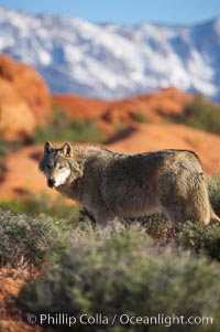 Gray wolf, Canis lupus