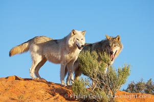 Gray wolf, Canis lupus