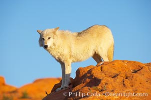 Gray wolf, Canis lupus