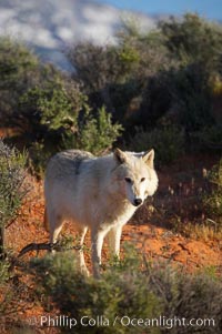 Gray wolf, Canis lupus