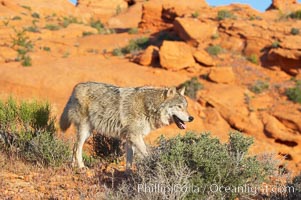 Gray wolf, Canis lupus