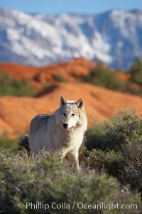 Gray wolf, Canis lupus