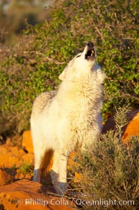 Gray wolf howling, Canis lupus