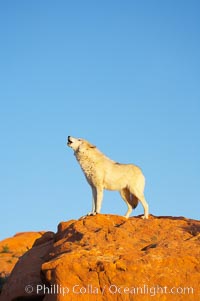 Gray wolf howling, Canis lupus