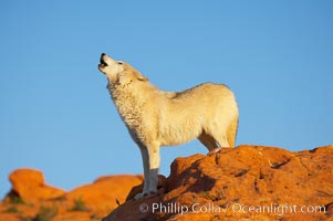 Gray wolf howling, Canis lupus