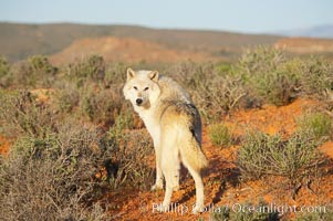 Gray wolf, Canis lupus