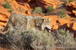 Gray wolf, Canis lupus