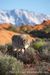 Gray wolf, Canis lupus