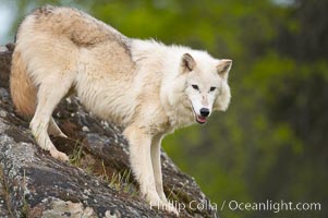 Gray wolf, Sierra Nevada foothills, Mariposa, California, Canis lupus