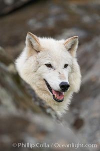 Gray wolf, Sierra Nevada foothills, Mariposa, California, Canis lupus