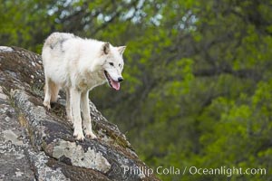 Gray wolf, Sierra Nevada foothills, Mariposa, California, Canis lupus