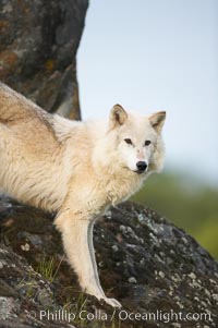 Gray wolf, Sierra Nevada foothills, Mariposa, California, Canis lupus