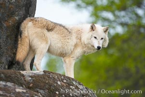 Gray wolf, Sierra Nevada foothills, Mariposa, California, Canis lupus