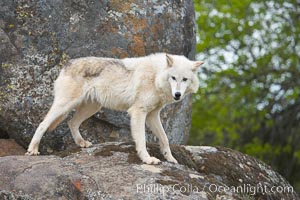 Gray wolf, Sierra Nevada foothills, Mariposa, California, Canis lupus