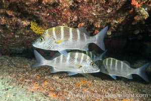 Graybar Grunt, Haemulon sexfasciatum, Sea of Cortez, Isla San Francisquito, Baja California, Mexico