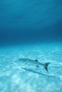 Great barracuda, Sphyraena barracuda