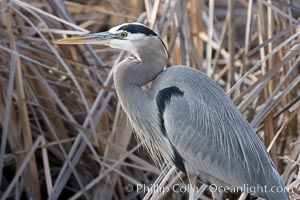 Great blue heron, Ardea herodias, Bosque del Apache National Wildlife Refuge