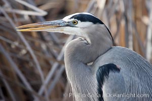 Great blue heron, Ardea herodias, Bosque del Apache National Wildlife Refuge