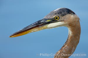 Great blue heron, head detail. Santee Lakes, California, USA, Ardea herodias, natural history stock photograph, photo id 23395