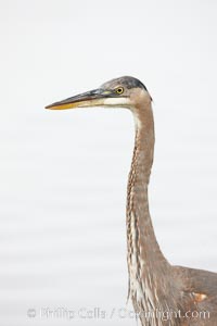 Great blue heron, head detail, Ardea herodias, Santee Lakes