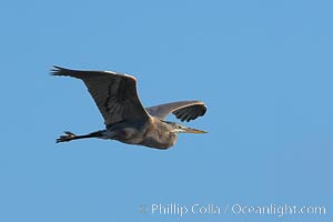 Great blue heron, Ardea herodias, La Jolla, California