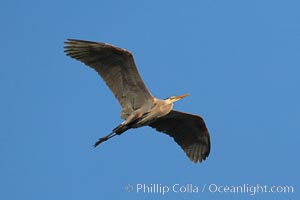 Great blue heron, Ardea herodias, La Jolla, California