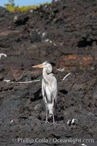 Great blue heron on lava rocks at oceans edge, Punta Albemarle, Ardea herodias, Isabella Island