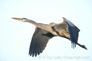 Great blue heron in flight.