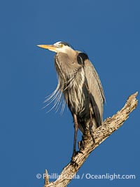 Great Blue Heron Perched in Tree, Ardea herodias, Bolsa Chica State Ecological Reserve, Huntington Beach, California