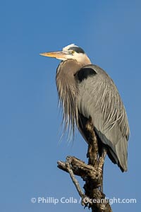 Great Blue Heron Perched in Tree, Ardea herodias, Bolsa Chica State Ecological Reserve, Huntington Beach, California