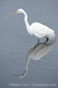 Great egret (white egret), Ardea alba, Upper Newport Bay Ecological Reserve, Newport Beach, California