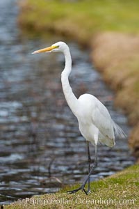 Great egret (white egret), Ardea alba, Santee Lakes