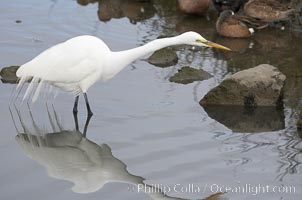 Great egret (white egret), Ardea alba, Upper Newport Bay Ecological Reserve, Newport Beach, California