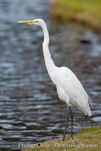 Great egret (white egret), Ardea alba, Santee Lakes