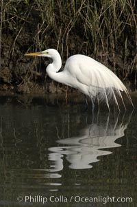 Great egret (white egret), Ardea alba, Upper Newport Bay Ecological Reserve, Newport Beach, California