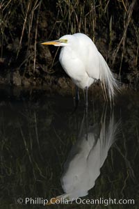 Great egret (white egret), Ardea alba, Upper Newport Bay Ecological Reserve, Newport Beach, California