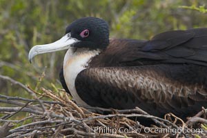 Great frigatebird, adult female, at the nest. North Seymour Island, Fregata minor