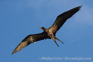 Great frigatebird, adult male, in flight,  green iridescence of scapular feathers identifying species.  Wolf Island, Fregata minor