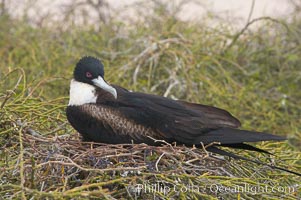 Great frigatebird, adult female, at the nest. North Seymour Island, Fregata minor